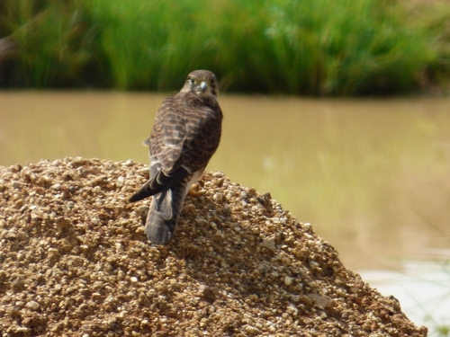 Eurasian Kestrel