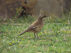 Cinclodes