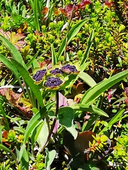 Bupleurum triradiatum