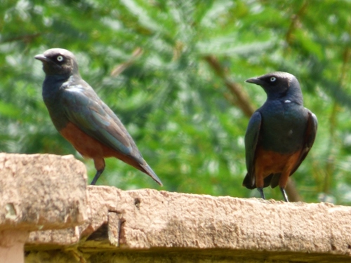 Chestnut-bellied Starling