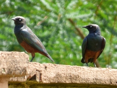 Lamprotornis pulcher