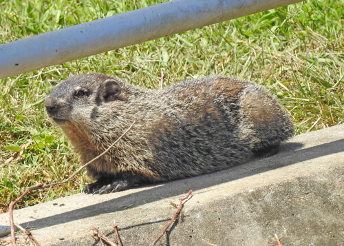 Groundhog