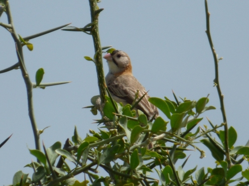 Speckle-fronted Weaver
