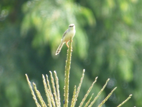 Tawny-flanked Prinia