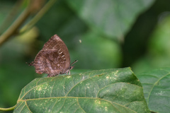 Mahathala ameria