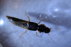 Pinophilus