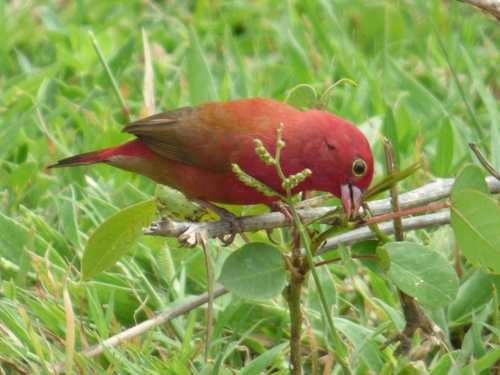 Red-billed Firefinch