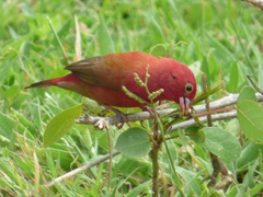 Lagonosticta senegala