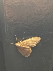 Operophtera