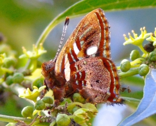 Anteros carausius