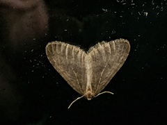 Operophtera