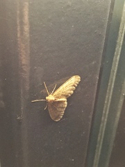 Operophtera