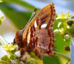 Anteros carausius carausius