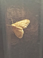 Operophtera