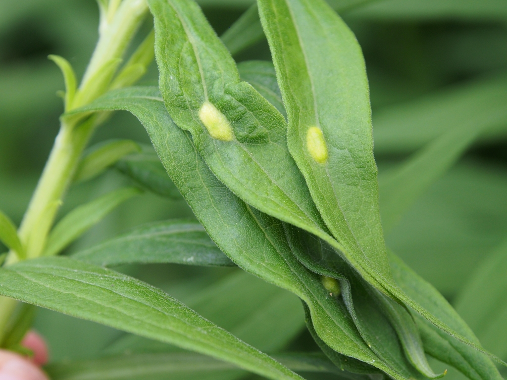 Asphondylia solidaginis