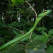 Cope's Parrot Snake - Photo (c) Félix Salazar, some rights reserved (CC BY-NC), uploaded by Félix Salazar