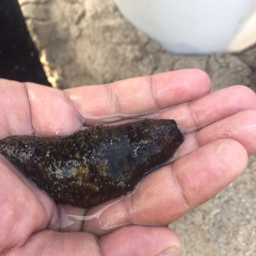 Holothuria portovallartensis