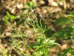 Carlowrightia parviflora