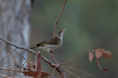 Ramsayornis modestus