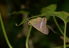 Hasora chromus chromus