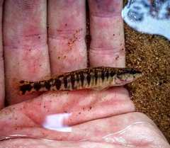 Percina nigrofasciata