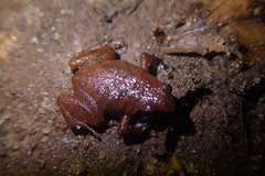Microhylidae