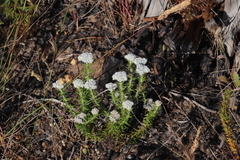 Metalasia pulchella