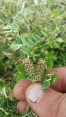 Trifolium striatum