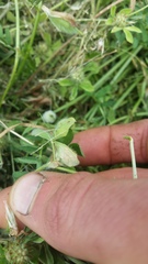 Trifolium striatum