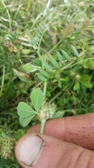 Trifolium striatum
