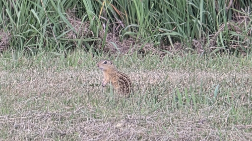 Thirteen-lined Ground Squirrel