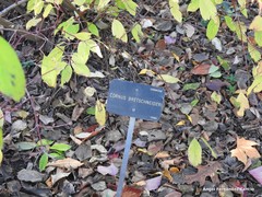 Cornus bretschneideri