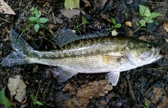 Micropterus henshalli