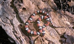 Lampropeltis elapsoides