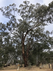 Eucalyptus melliodora