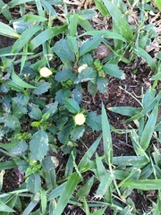 Rhynchosida physocalyx