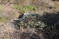 Metalasia pulchella