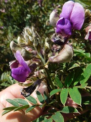 Tephrosia vogelii