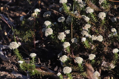 Metalasia pulchella