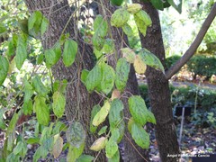 Cornus schindleri poliophylla