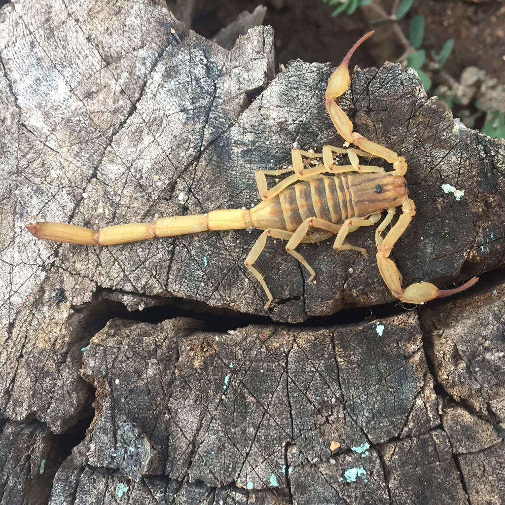 Centruroides chamela