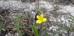 Linum ucranicum