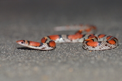 Cemophora coccinea copei