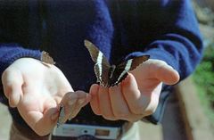 Siproeta epaphus trayja