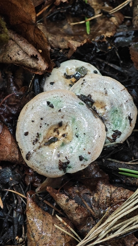 Lactarius semisanguifluus — (c) relew, some rights reserved (CC BY)