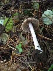 Inocybe albodisca