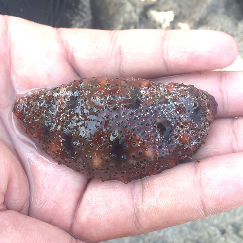 Holothuria kefersteinii