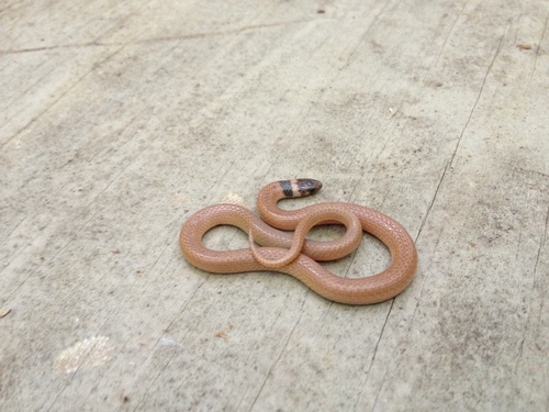 Southeastern Crowned Snake