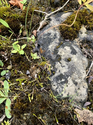 Brachythecium turgidum, 2025-08-29