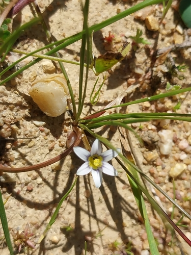 Romulea minutiflora